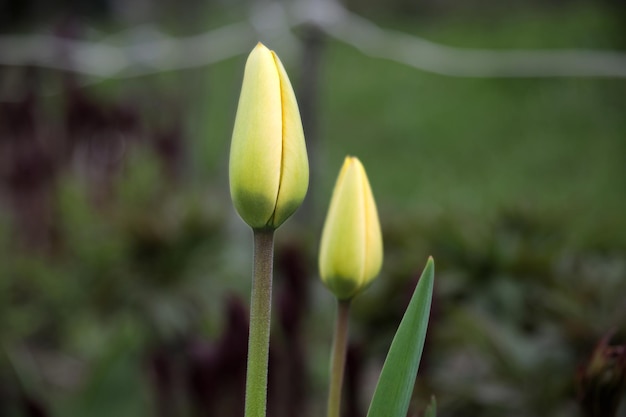 Duas tulipas amarelas em um fundo desfocado