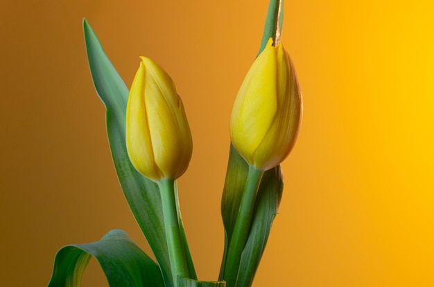 Duas tulipas amarelas estão em um vaso com folhas verdes.