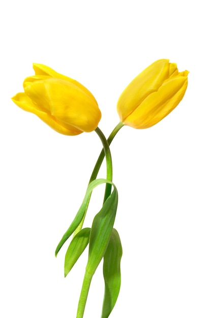 Duas tulipas amarelas isoladas