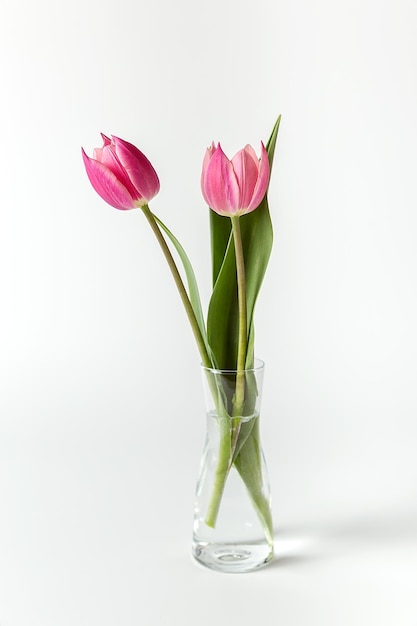 Duas tulipas cor-de-rosa em um vaso de vidro em um minimalismo de fundo branco em close-up