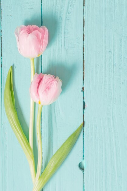 Duas tulipas em fundo de madeira azul menta