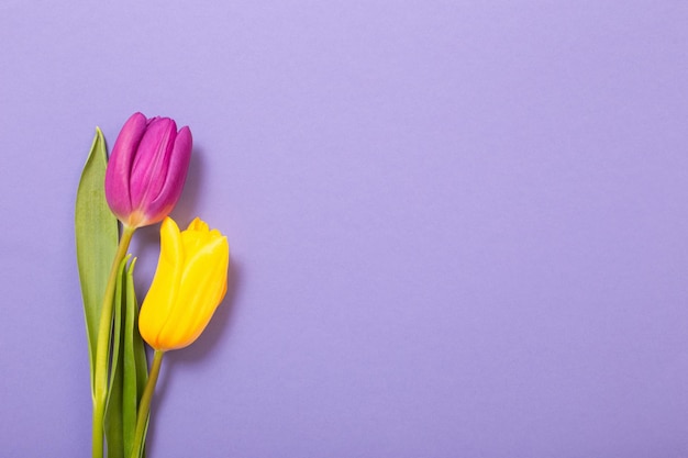 Duas tulipas em fundo de papel violeta