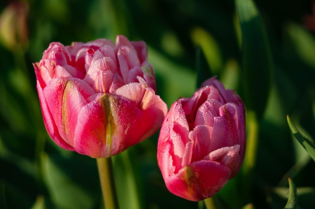 Duas tulipas estão em um campo verde.