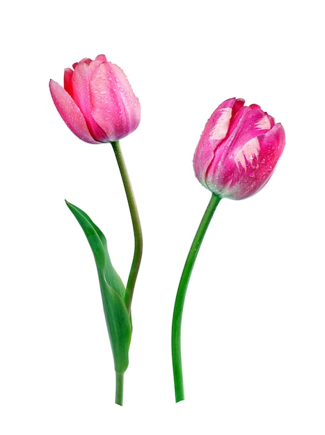 duas tulipas rosa e roxas com a palavra tulipas nelas.