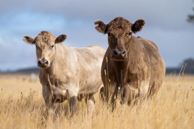 Duas vacas em um campo de grama alta