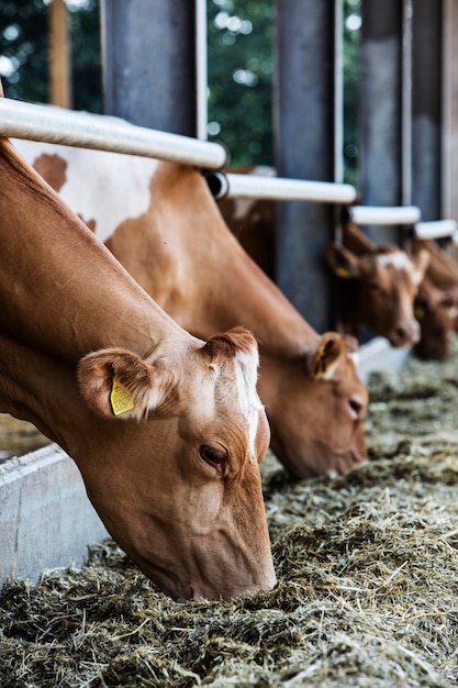 Duas vacas guernsey em um celeiro alimentando-se de feno