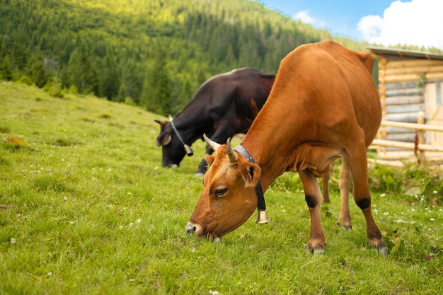 Duas vacas marrons e pretas com um sino no pescoço pastam em um prado em um jardim de verão no alto das montanhas