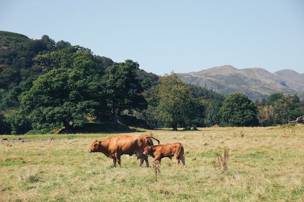 Duas vacas marrons pastando em um prado nas montanhas da Inglaterra