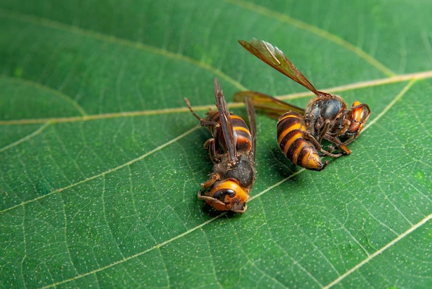 Duas vespas mortas em folhas verdes asian giant hornet ou japanese giant hornet