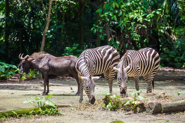 Duas zebras comendo e um gnu antílope em pé