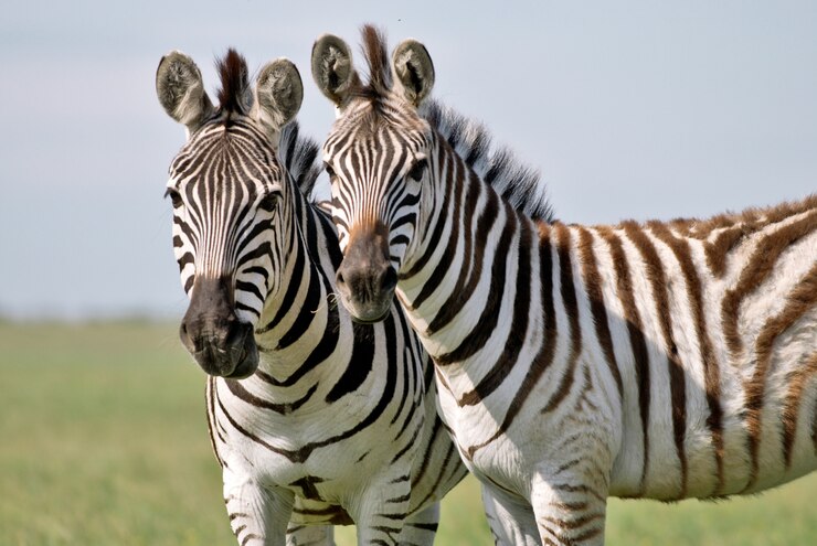 Foto duas zebras pastando na grama