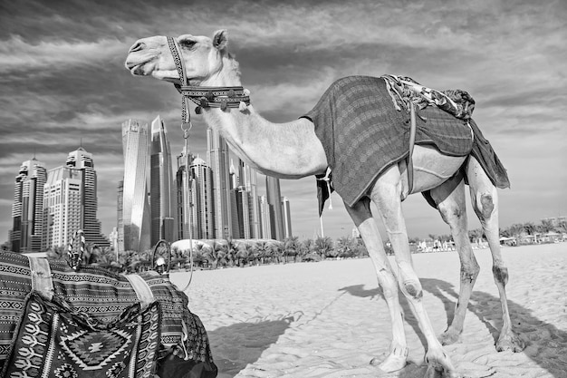 DUBAI Camellos sobre fondo de rascacielos en la playa Emiratos Árabes Unidos Dubai Marina JBR estilo de playa camellos y rascacielos edificios modernos estilo empresarial historia y moderno de Emiratos Árabes Unidos