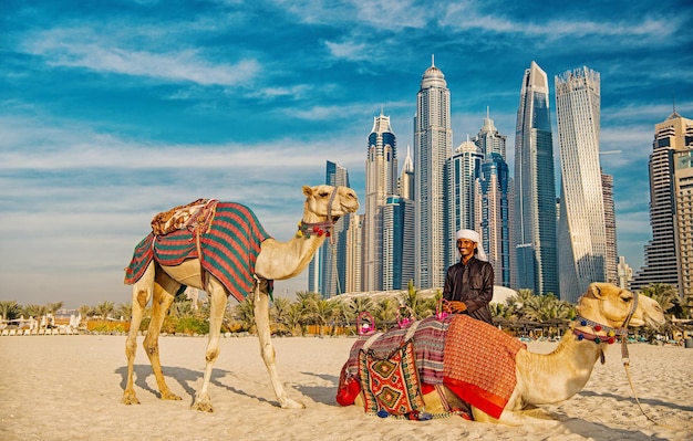 DUBAI, Emiratos Árabes Unidos - 26 de diciembre de 2017: Camellos en el fondo de rascacielos en la playa. Emiratos Árabes Unidos Dubai Marina estilo de playa JBR: camellos y rascacielos.