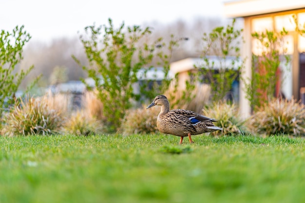 Duch sobre la hierba verde pato salvaje en un prado verde