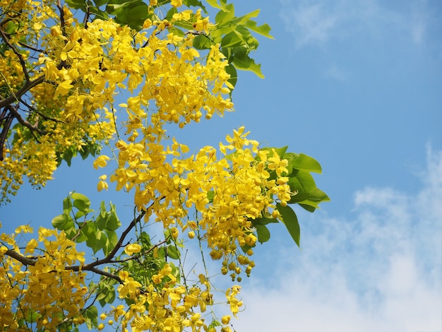 Duchas doradas (Cassia fistula)