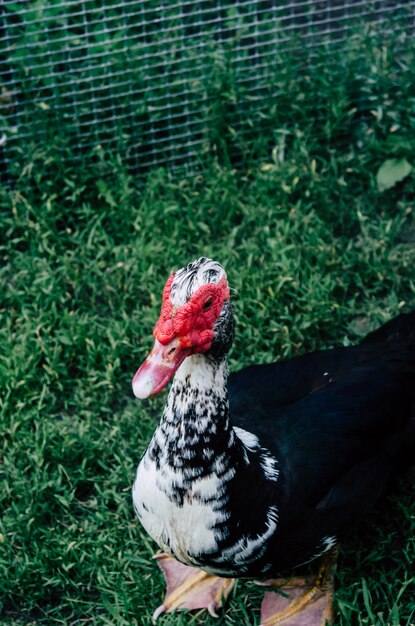 Duck drake com cabeça texturizada em um fundo de relva verde.