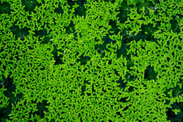 Duckweed y algas en la superficie del agua