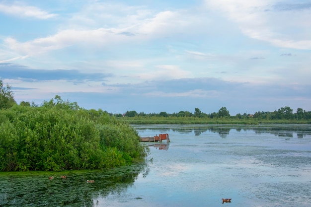 Duckweed cobriu o lago kiovo moscou região rússia igreja ortodoxa na costa coberta de juncos na noite de verão