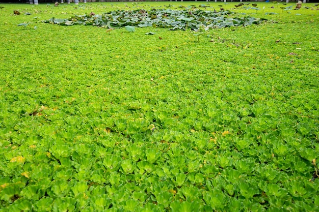 Foto duckweed lemna perpusilla torrey na água para fundo ou textura