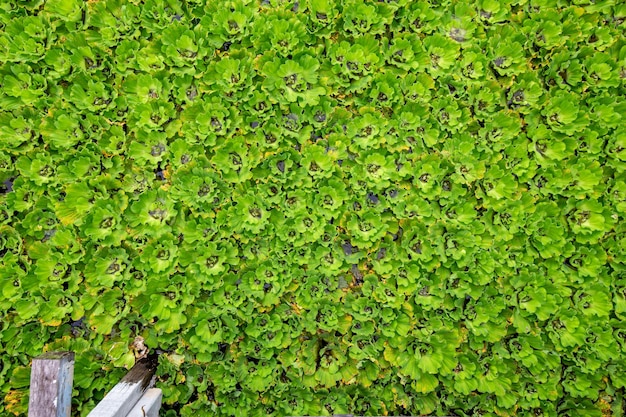 Foto duckweed lemna perpusilla torrey na água para fundo ou textura