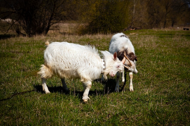 Duelo de cabras del pueblo de Kozlovka