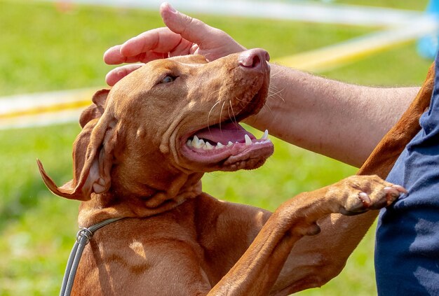 La dueña acaricia a su perro con su mano de raza pointer húngaro (vizsla)