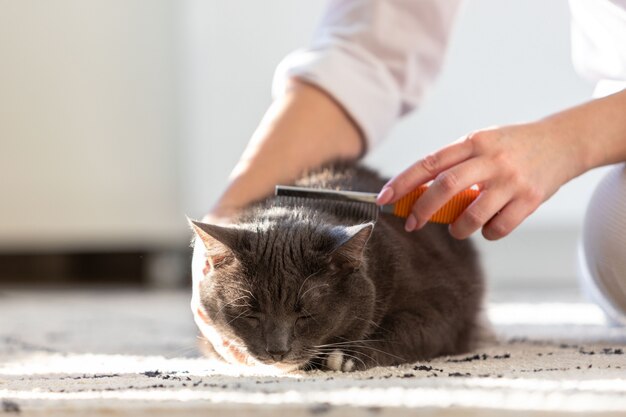 Dueña de la mujer peinándose, rascando a su gato negro esponjoso