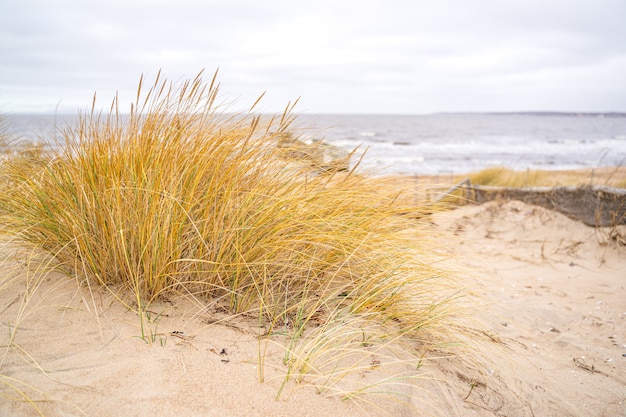 Dünen an der Nordsee, Schweden