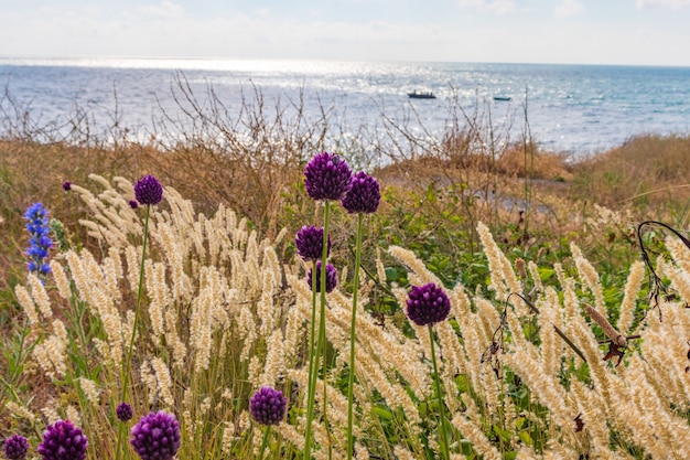 Dünengras weht im Wind auf dem Meer