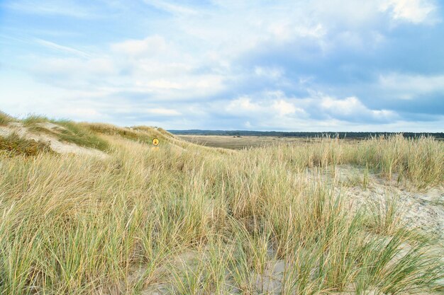 Dünenlandschaft in Dänemark am Meer Ausflug an die Ostsee Urlaub am Strand