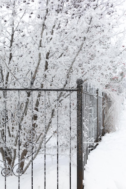 Foto dünne, mit schnee bedeckte bäume hinter einem schmiedeeisernen schwarzen zaun mit coolen ornamenten. schneebedeckender zaun, der ihn noch schöner aussehen lässt