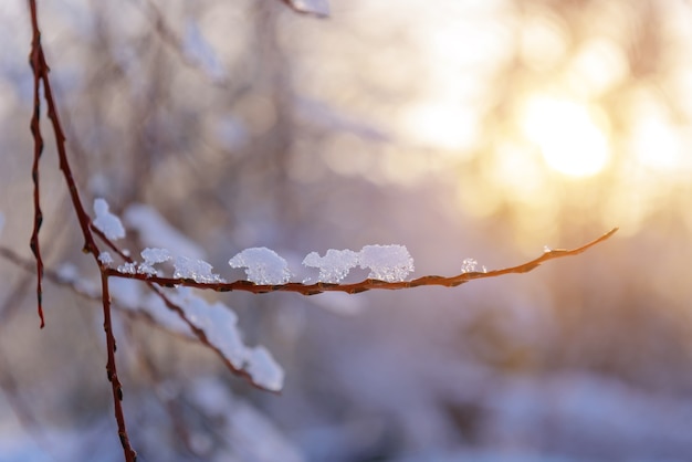 Dünner nackter Zweig, bedeckt mit Eis im weichen Licht der Abendsonne, unscharfer Hintergrund.