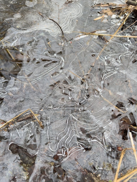Dünnes, durchsichtiges Eis auf einer Pfütze im Park an einem Wintertag, Laub durch das Eis