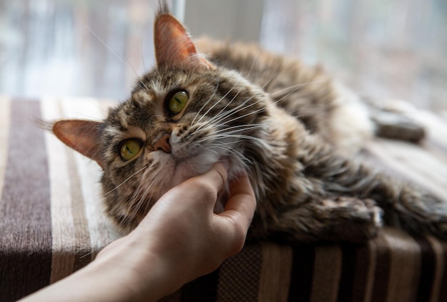 El dueño acaricia a un lindo gato Maine Coon Cuidado de mascotas