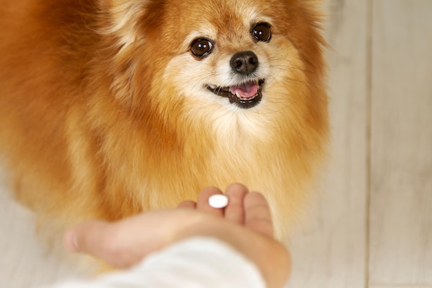 El dueño le da al perro con cara feliz vitaminas para perros