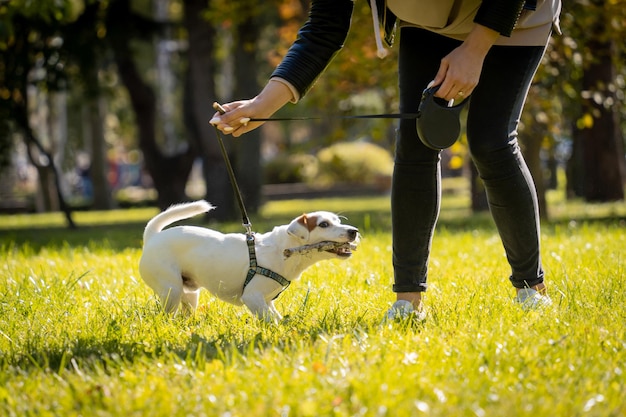 El dueño entrena al perro jack russell terrier en el parque