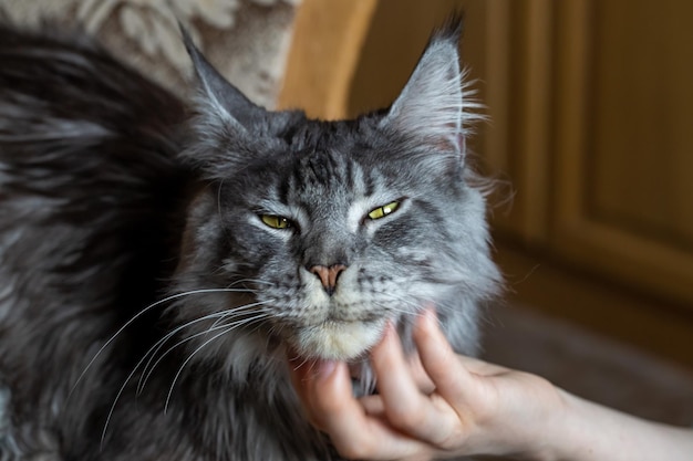El dueño está acariciando a un gato Maine Coon Retrato de un gato Cuidado de mascotas Veterinario