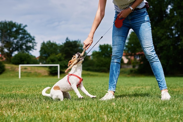 Dueño jugando con perro en campo verde mujer entrenando a su perro mascota muerde palo mientras camina al aire libre