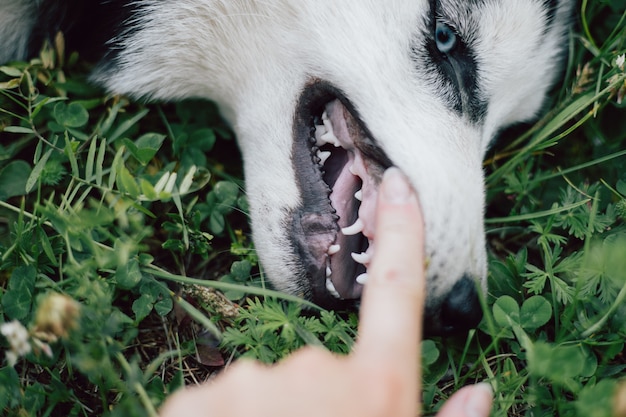 El dueño levantó el labio superior de su mascota para revisar sus dientes. Husky perro con la boca abierta se encuentra en el césped en la hierba.