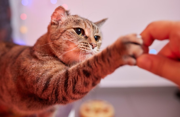 El dueño de la mascota alimenta al gato con gránulos de comida seca de la palma de la mano Hombre mujer dando un regalo al gato Hermoso gatito felino atigrado rayado doméstico
