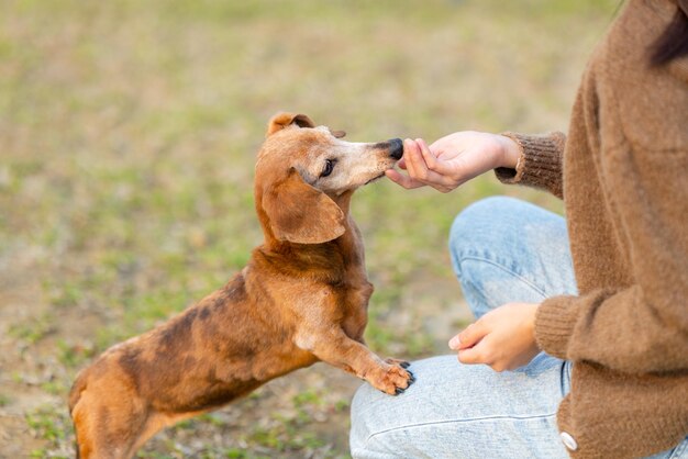 Foto el dueño de la mascota le da a su perro dachshund un regalo en el parque