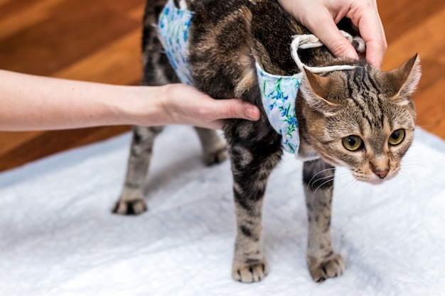 El dueño de la mascota sostiene al gato después de la cirugía