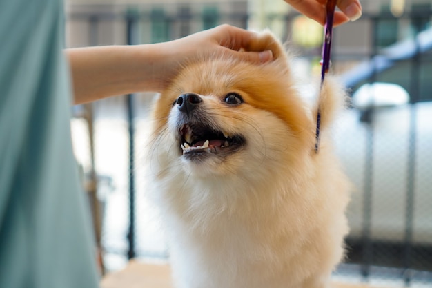 dueño de la mascota tratando de cortar el pelo de pomerania