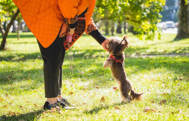 El dueño pasea al perro yorkshire terrier en el parque