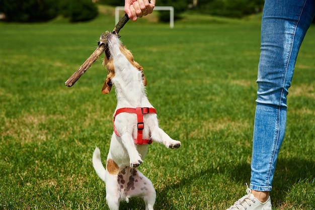 Dueño paseando a un perro en un campo verde