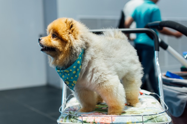 El dueño del perro asiático y el perro en la exposición de mascotas