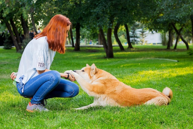 El dueño de la raza japonesa Akita inu juega con el perro en la hierba verde