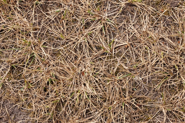 Dürre Gras verdorrte ohne Regen trockenes Land Umweltkatastrophe natürlicher Hintergrund im Freien