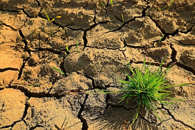 Dürre im Feld Landwirtschaft Problem Hitze rissige Erde