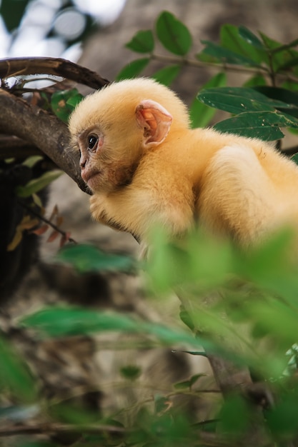 Düsterer Blattaffe in Thailand